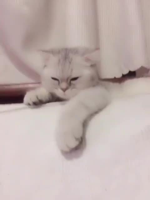 哈哈 猫 背景音乐,揭秘哈哈猫背后的音乐魅力